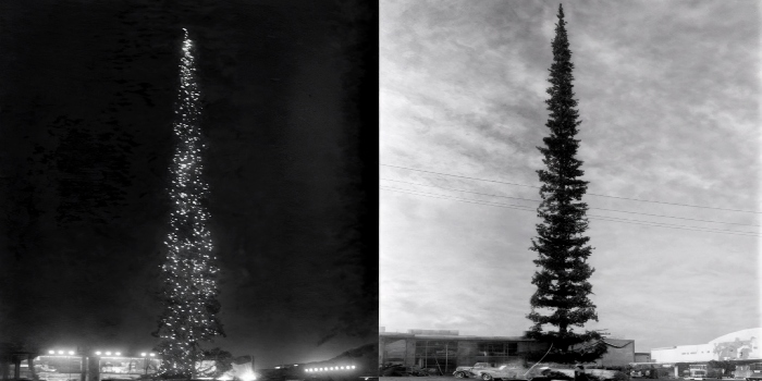 نکات جالب درباره بلندترین درخت کریسمس