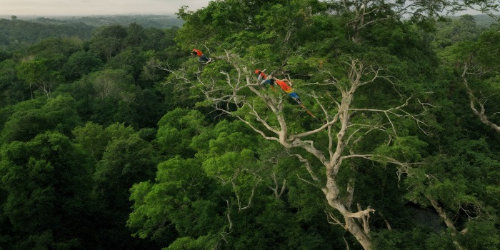 گرسنگی کربنی؛ قاتل خاموش درختان آمازون