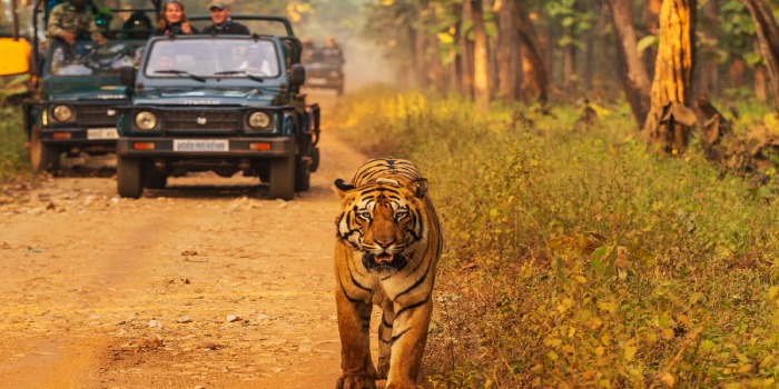 بهترین مقاصد سافاری در جهان