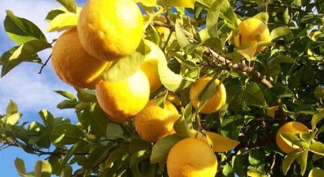 جشنواره لیمو و مرکبات در قصرشیرین برگزار می‌شود