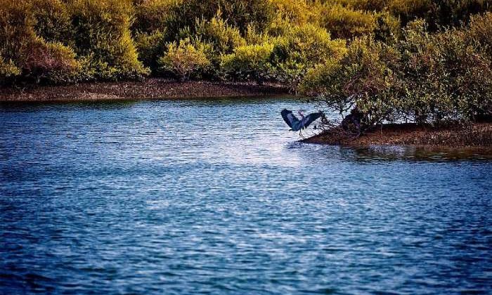 آمار گردشگران خارجی به جزایر قشم 47 درصد افزایش یافت