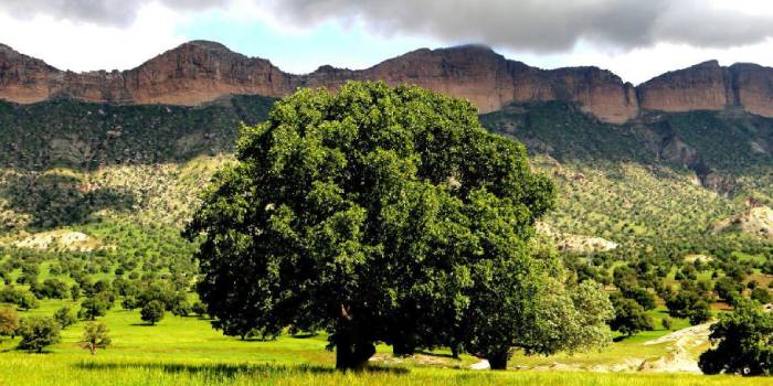 شهرستان چوار کجاست ؟ آدرس، مکان و جاذبه های دیدنی