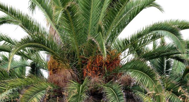 ریگان کجاست و چرا به آن بهشت نخلستان‌ های ایران میگویند؟