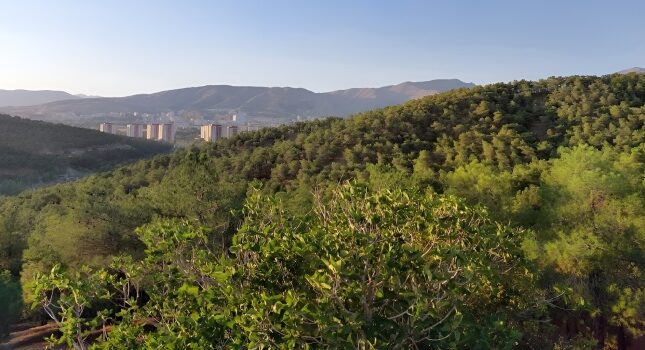جنگل شیان کجاست؟ راهنمای بازدید و دیدنی ‌های جنگل شیان تهران