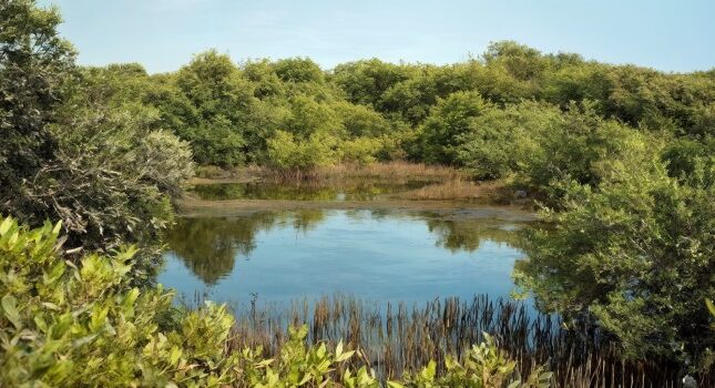 جنگل حرا قشم کجاست؟ معرفی کامل