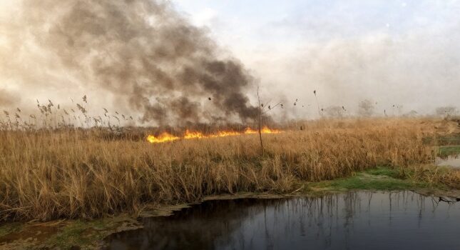 آتش سوزی تالاب انزلی در منطقه سنگاچین مهار شد