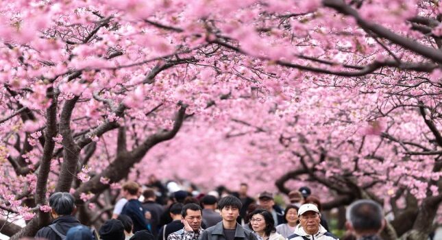 ژاپن جشنواره شکوفه های گیلاس را در پی بحران گردشگری افراطی لغو کرد