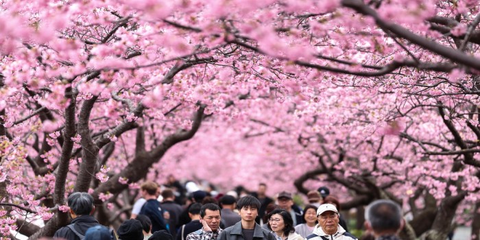 ژاپن جشنواره شکوفه های گیلاس را در پی بحران گردشگری افراطی لغو کرد